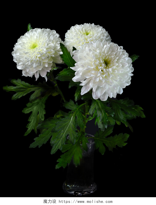 水晶花瓶中的白色菊花花束一束白花